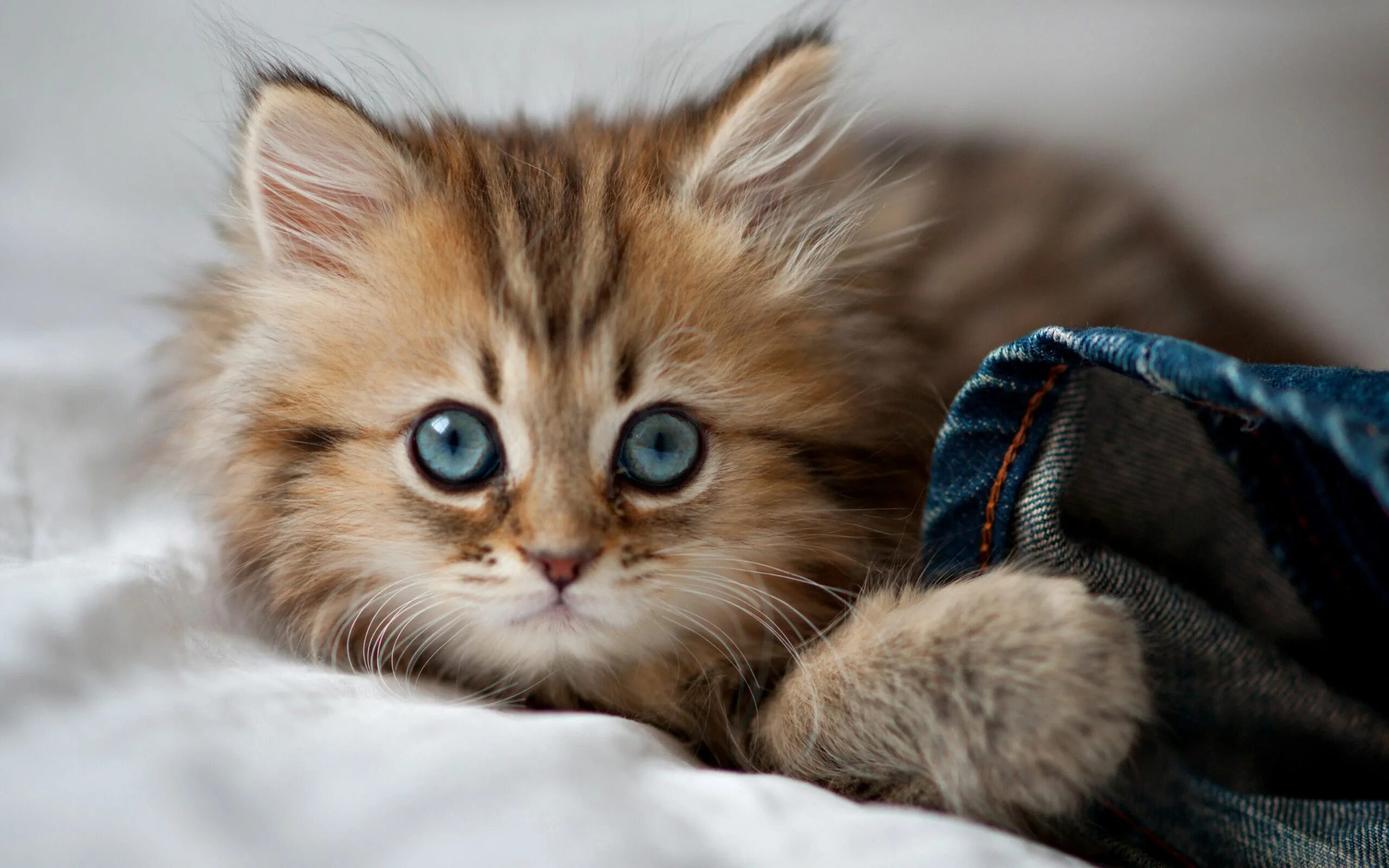 Красивый котенок на телефон. Красивые котята. Милые котики. Милый котенок. Красивые кошки.