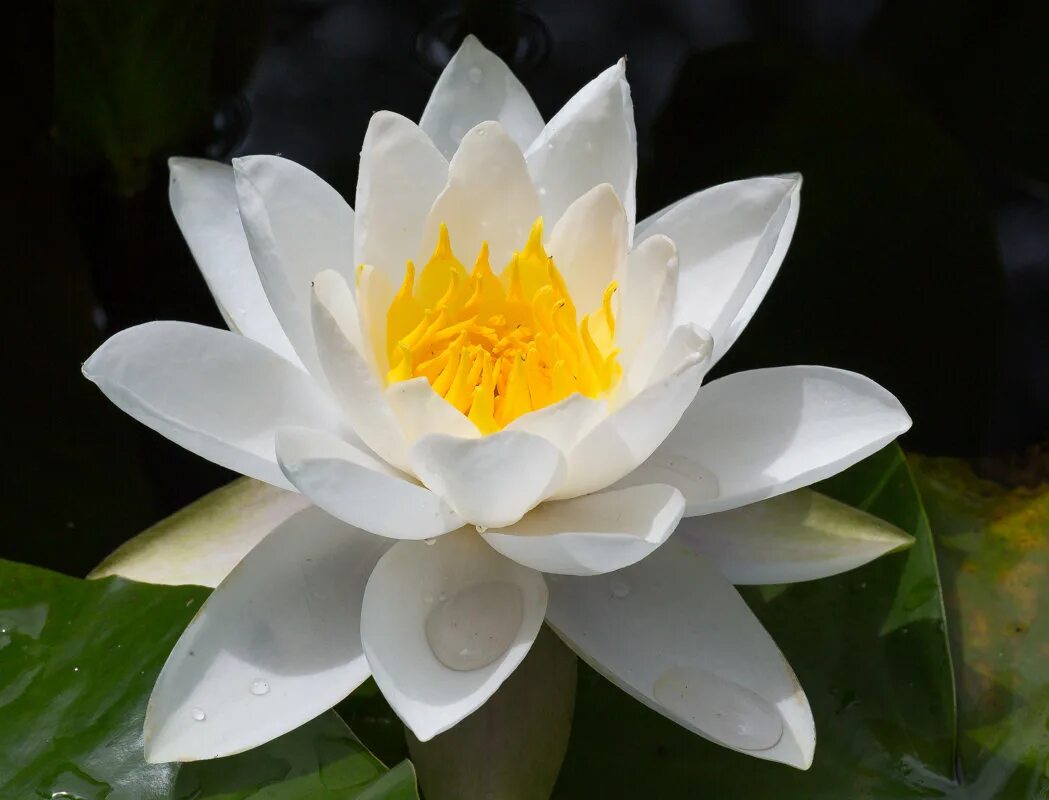 лотус цветок белый. цвет белый лотос. белый лотус тайский. лотус цветок белый. лотос сбоку.