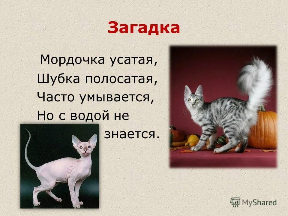 мордочка усатая шубка полосатая часто умывается а с водой не знается. мордочка усатая. молоко пьет песенки поет чисто. часто умывается а с водой не знается. мордочка усатая шубка полосатая загадка.