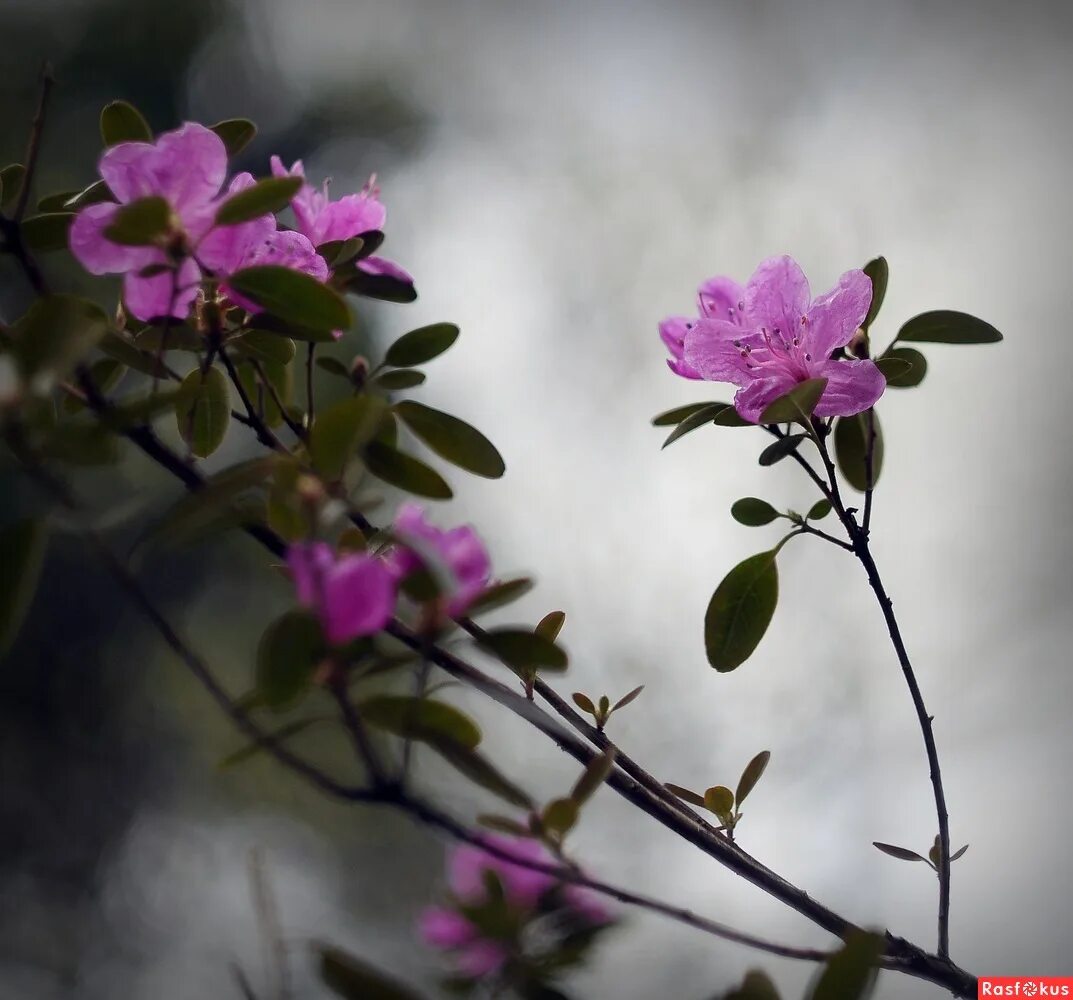 веточка багульника. багульник. рододендрон даурский ветка. веточка багульника. рододендрон багульник дальневосточный.