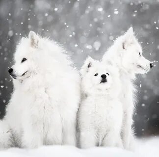 Снежная собака