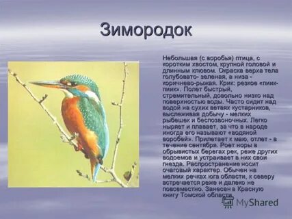 Зимародка