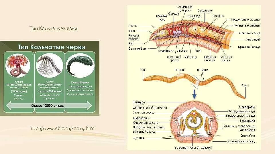 От кого могли произойти кольчатые черви. Тип кольчатые черви ЕГЭ биология. Схема классы кольчатых червей. Тип кольчатые черви 7 класс биология. Тип кольчатые черви общее строение.