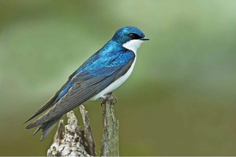 Красивая ласточка. Ласточковые. Новогвинейская ласточка. Насекомоядные птицы ласточка. Насекомоядные птицы ласточка.