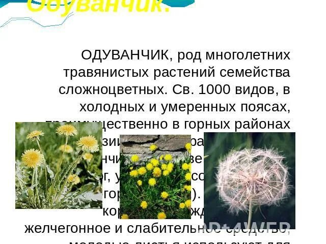 Одуванчик вид род семейство. Интересные факты о одуванчике. Лрс одуванчик лекарственный. Одуванчик вид род семейство. Одуванчик полевой лекарственный представитель семейства.