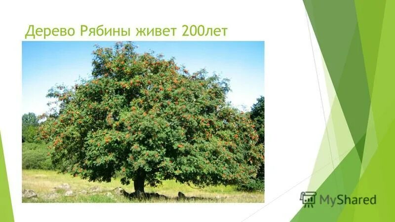 дерево живет 200 лет. продолжительность жизни деревьев дуб береза клен липа. сообщение о дереве. баобаб картина. леса 200 лет назад.