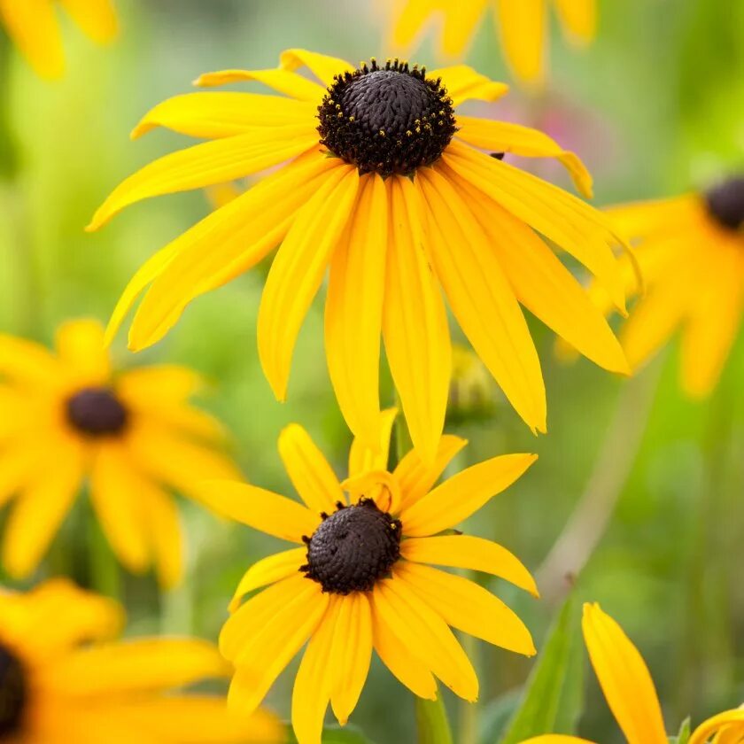 Rudbeckia Goldsturm. Рудбекия Голдштурм. Rudbeckia fulgida Goldsturm. Рудбекия глянцевитая. Рудбекия блестящая