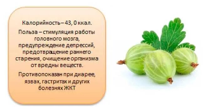 Крыжовник описание. Сообщение о крыжовнике. Крыжовник. Чем полезен крыжовник. Полезные вещества в крыжовнике.