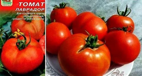 Сорт томата улучшенный