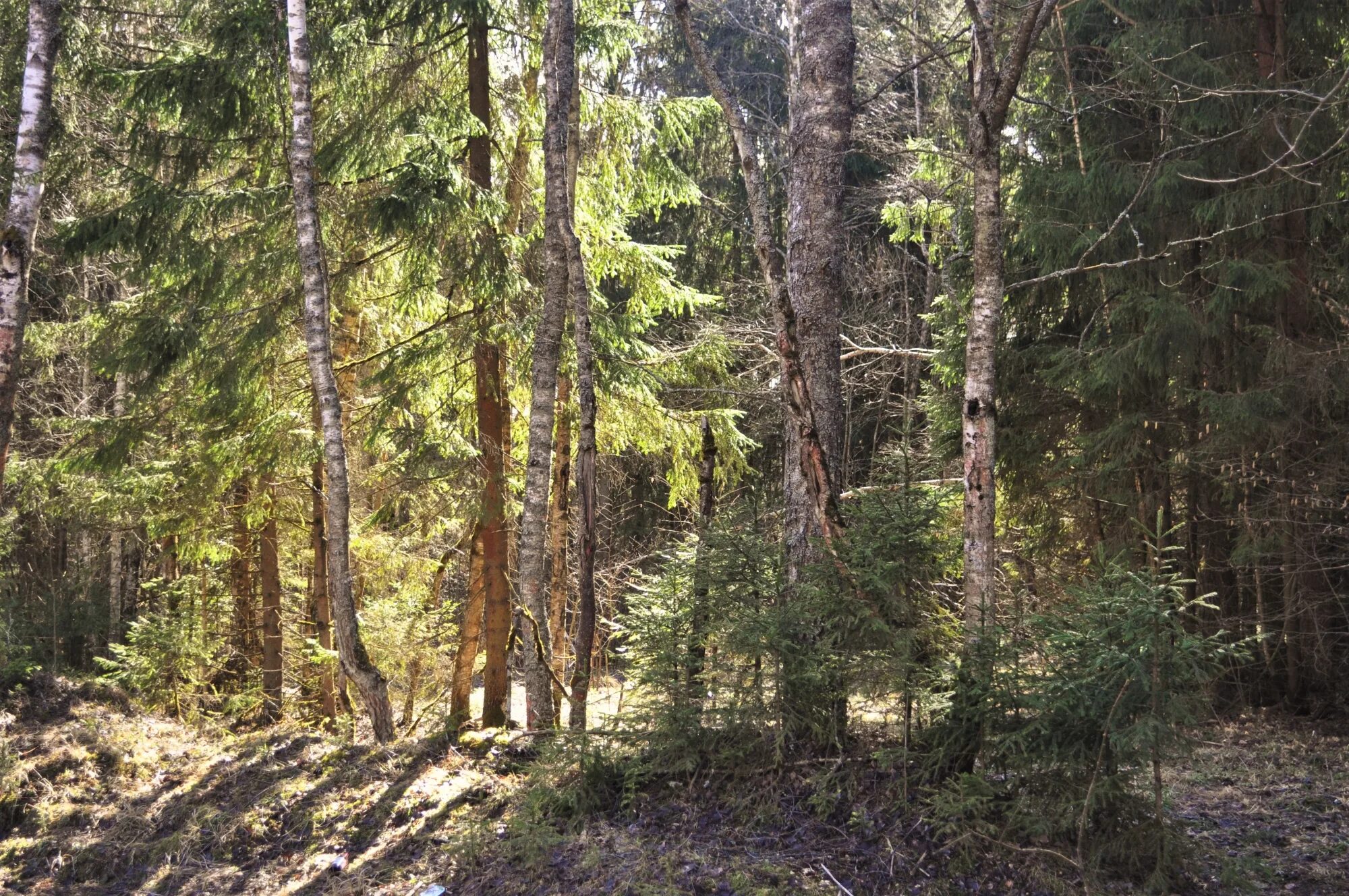Черниговские леса. Germany woods. Коровий пруд сергиев посад. Черниговский лес в сергиевом посаде. Пруд коровка сергиев посад.