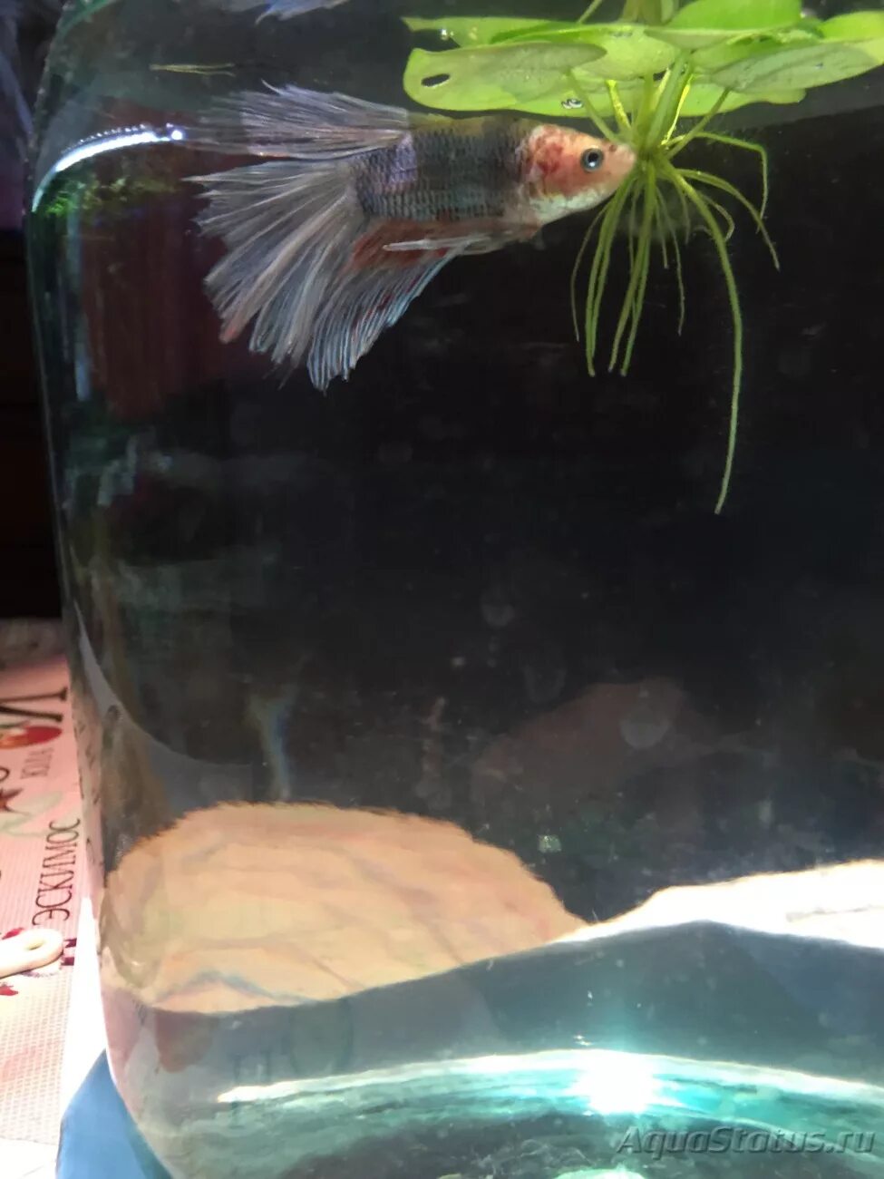 Плавниковая гниль у петушка. Рыбки петушки плавниковая гниль. Гниль у петушка. Плавниковая гниль у петушка. Плавниковая гниль у петушка.