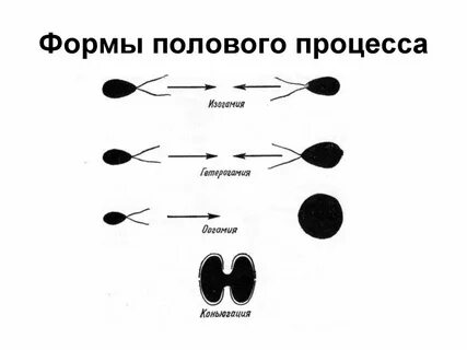 Формы половы