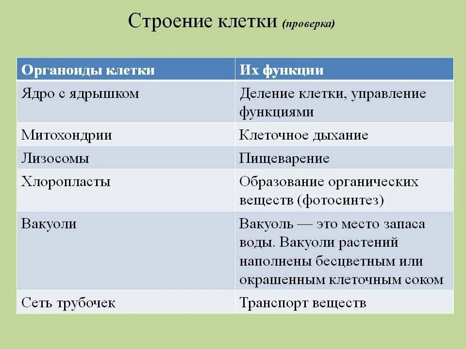 Таблица эукариотическая клетка строение и функции органоидов. Строение органоидов растительной клетки таблица. Таблица по биологии органоиды строение функции. Клеточные органоиды их строение и функции таблица. Строение растительной клетки 6 класс таблица.