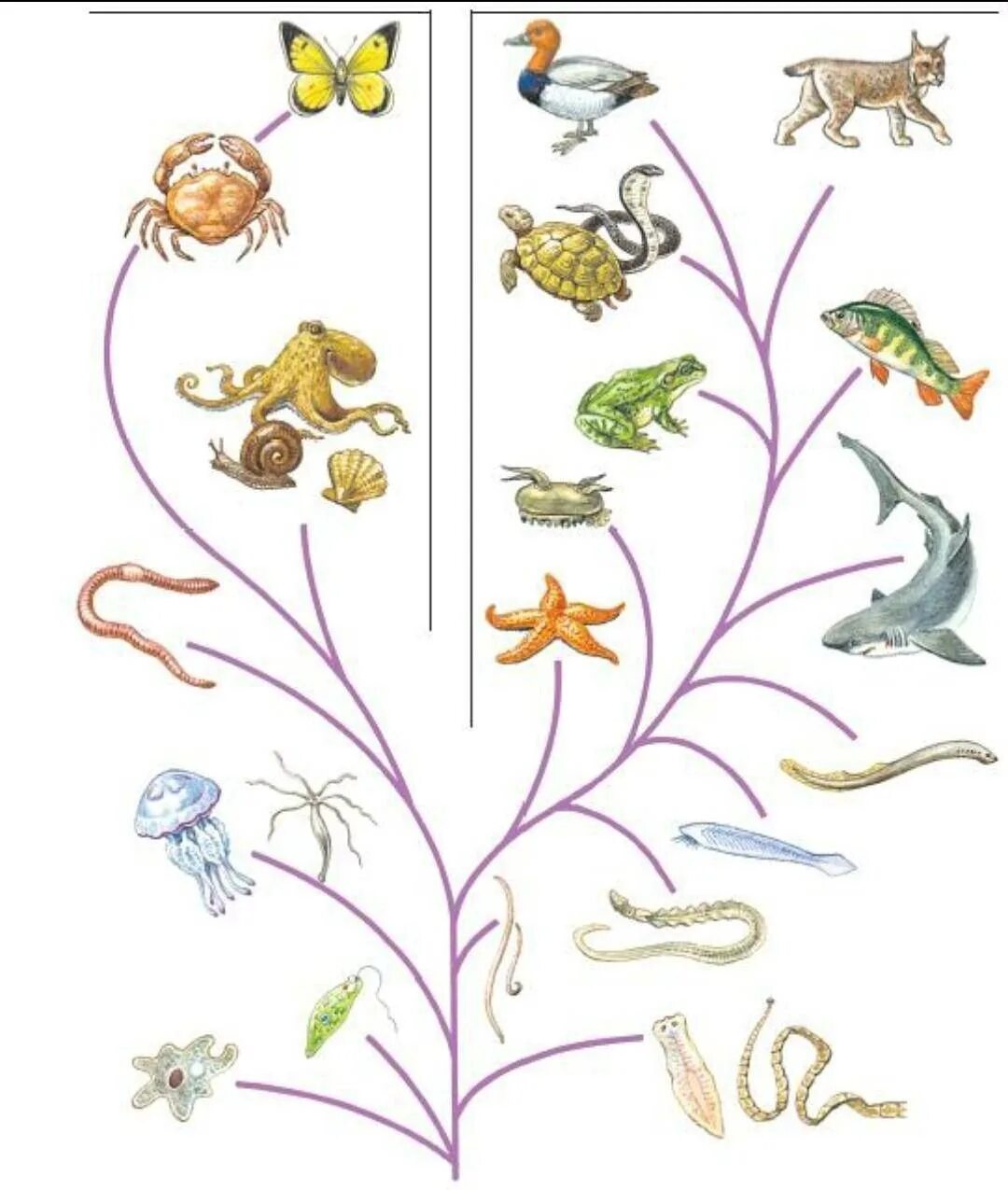 Эволюционное Древо развития животных. Рисунок царств природы
