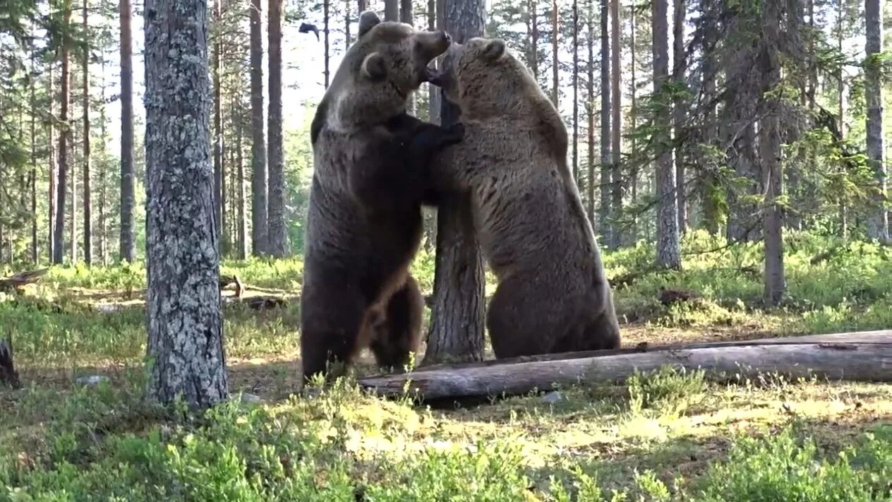 Два медведя дерутся. Битва двух медведей в лесу. Медведи дерутся. Бурый медведь драка.