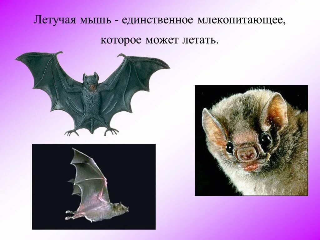 К какой группе относится летучая мышь. Интересные факты о летучих мышах. летучая мышь доклад. интересные факты о млекопитающих. летучая мышь единственное млекопитающее, которое умеет летать..
