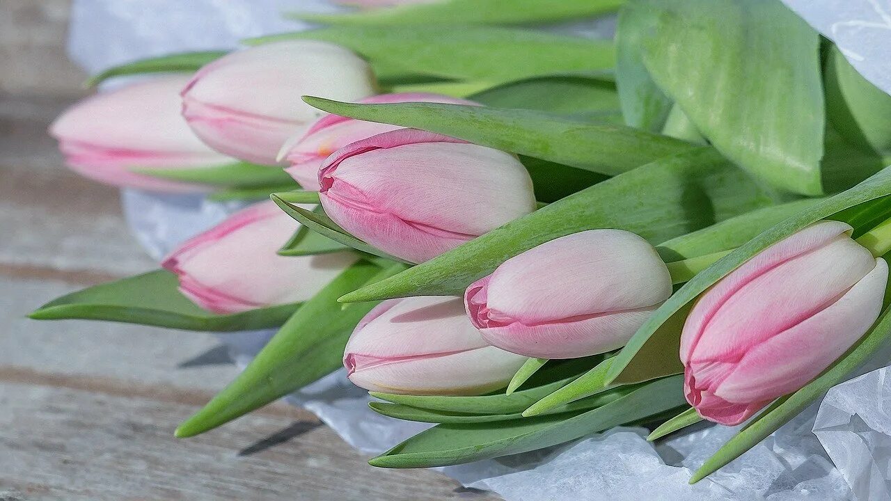 Розовые тюльпаны к чему. Тюльпан крем Фреш. Тюльпан Уайт Прауд. Розовые тюльпаны. Нежные тюльпаны.