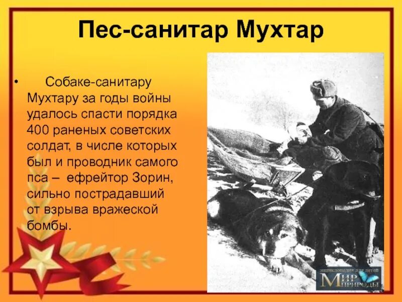 Рассказ о подвигах в годы войны. Собаки герои Великой Отечественной войны. Собаки герои ВОВ Мухтар. Собака санитар Мухтар в Великой Отечественной войне. Подвиг собак на войне.