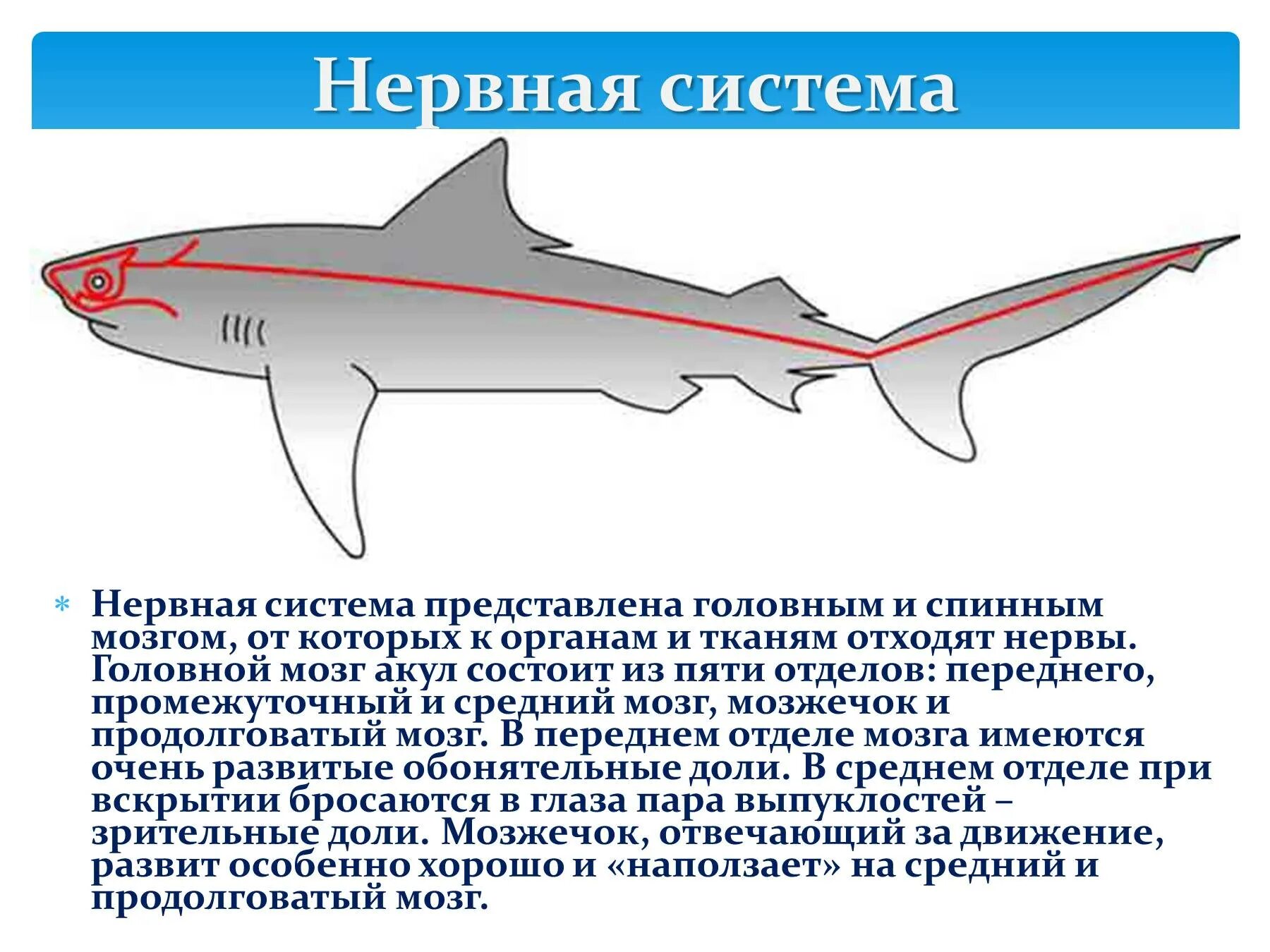 Нервная система хрящевых рыб. Нервная система акулы. Нервная система система акул. Строение нервной системы акулы.