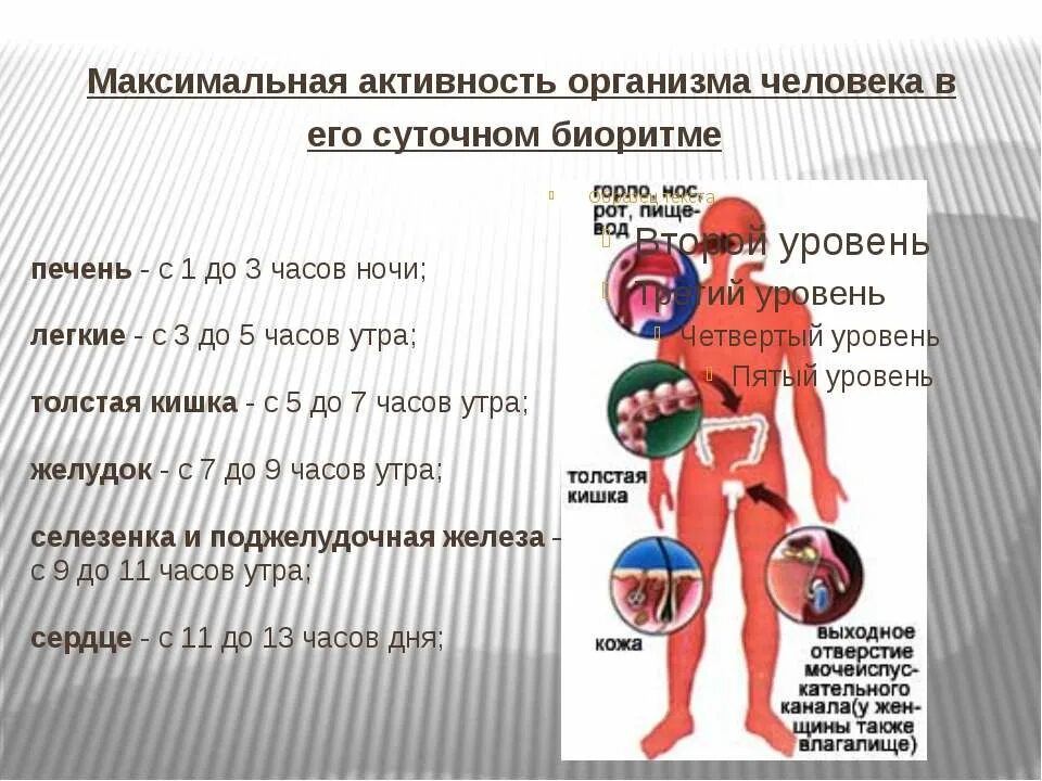 Внутренние источники активности человека. Максимальная активность человека в его суточном биоритме. Биоритмы человека. Биоритмы органов человека. Влияние биоритмов на организм человека проект.