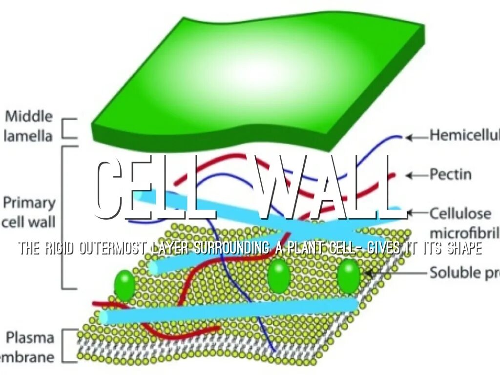 Клеточная стенка растений. Первичная и вторичная клеточная стенка растений. Клеточная стенка растительной клетки. Целлюлоза в клеточной стенке.