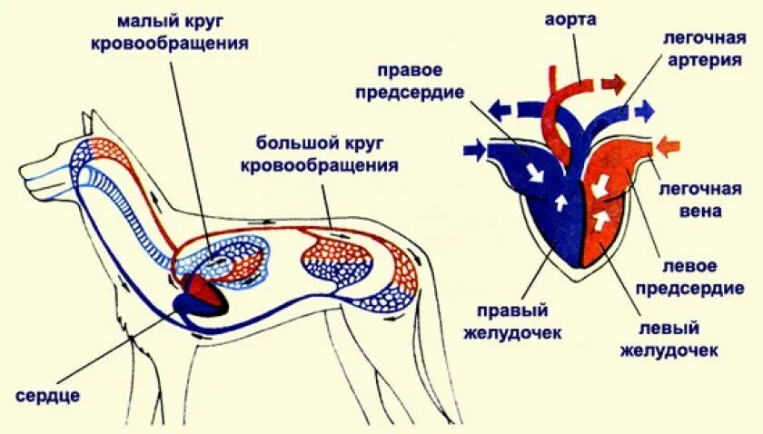 Сердце круги кровообращения животных