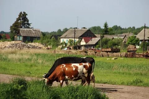 Деревенская буренка