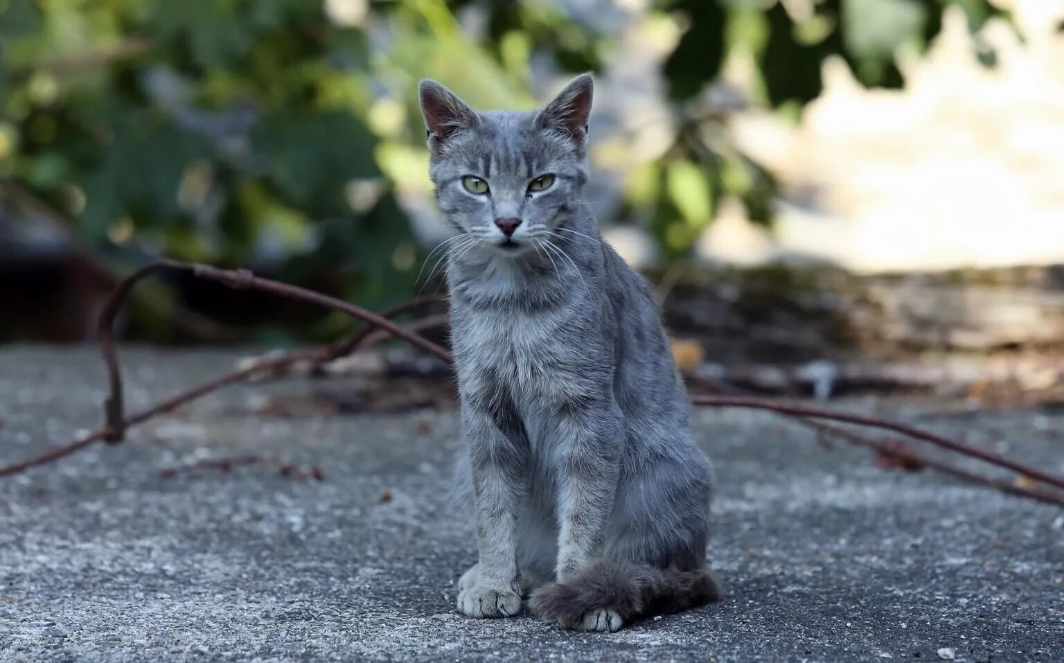 Фото сидящей кошки. Кошка серая. Кошка сидит. Сидячий кот. Дворовый кот.