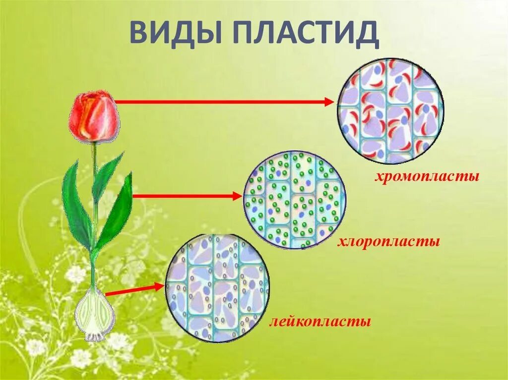 Какие функции пластиды. Пластиды хлоропласты хромопласты лейкопласты. хлоропласты хромопласты лейкопласты. что такое хромопласты в биологии 5 класс.