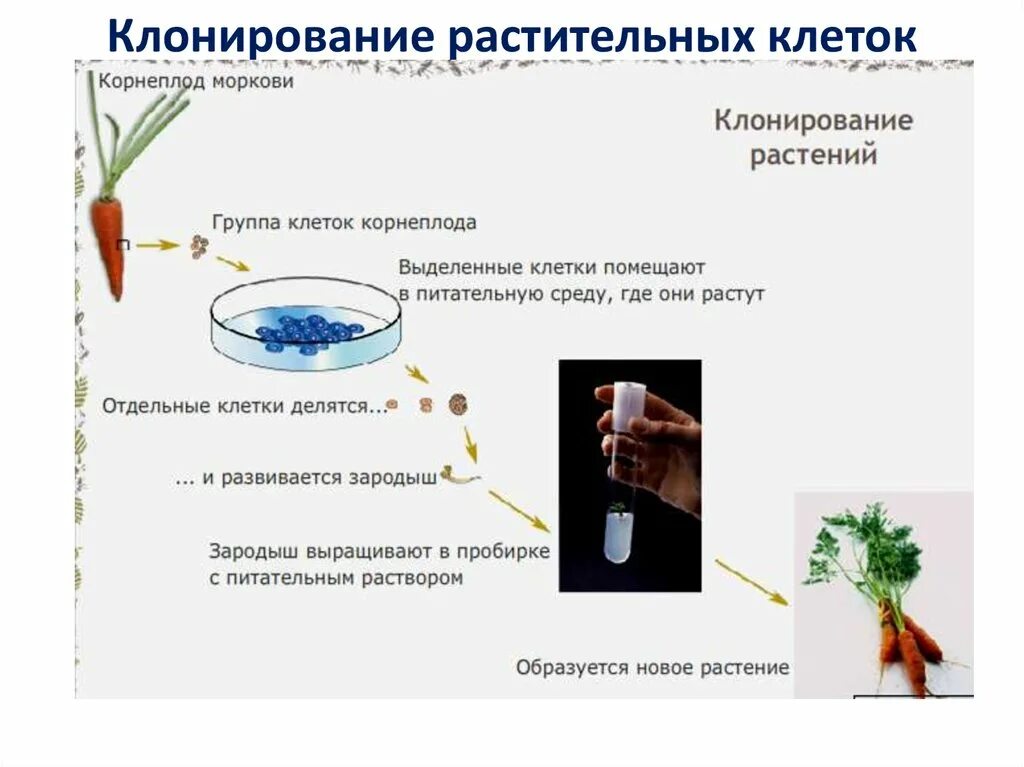 Почему растения клонируются легче животных. Этапы клонирования растений. Клонирование растений схема. Клонирование клеток растений. Клонирование растений примеры.