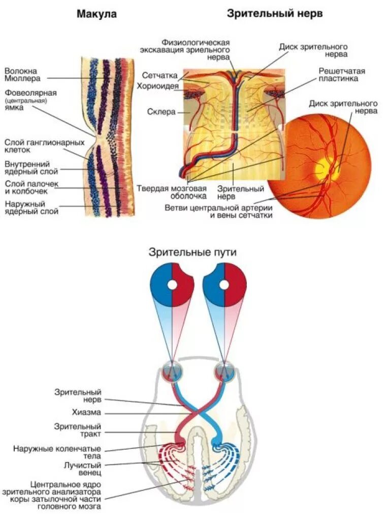 Строение волокон зрительного нерва. Зрительный нерв глаза анатомия. Хиазма зрительных нервов строение. Анатомо гистологическое строение зрительного нерва. Два зрительных нерва