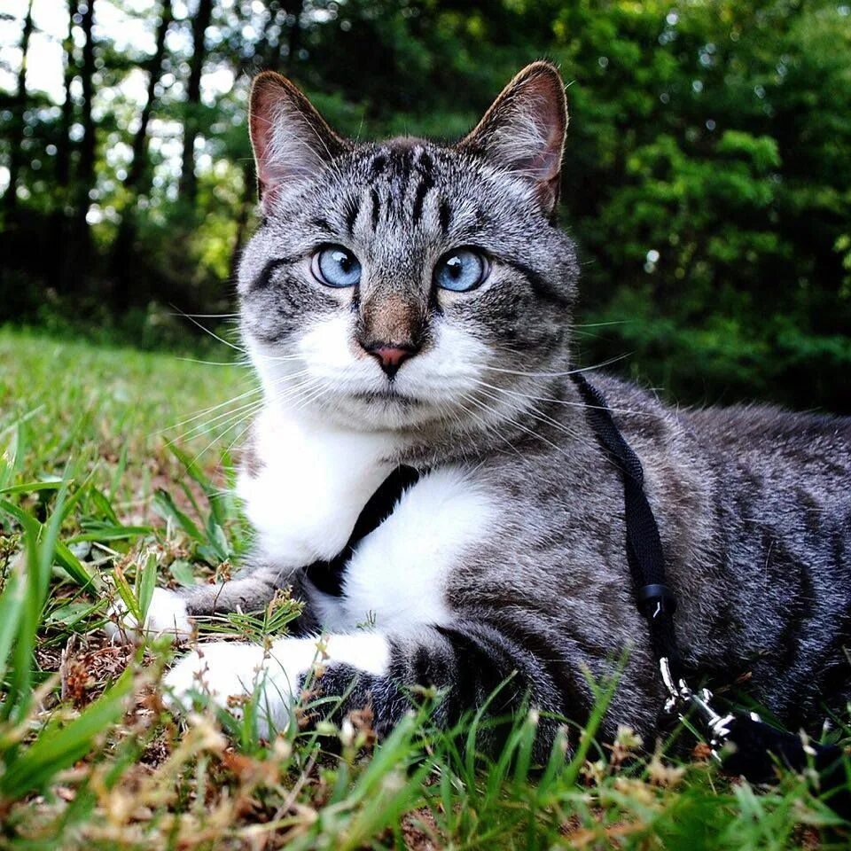 Кот Спанглс порода. Охос азулес кошка. Охос азулес серый. Косой кот.