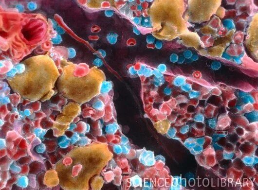 Костный мозг под микроскопом Book Review: Connectome Glial cells, Microscopic photography, Medical illustrati