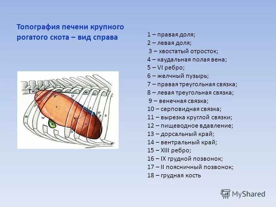 Печень кита. Строение печени у крупного рогатого скота. Топография печени у КРС. Печень коровы анатомия. Печень животных анатомия.