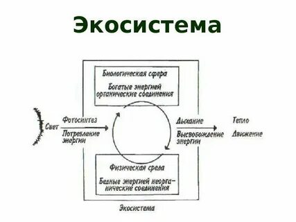 Экосистема 21