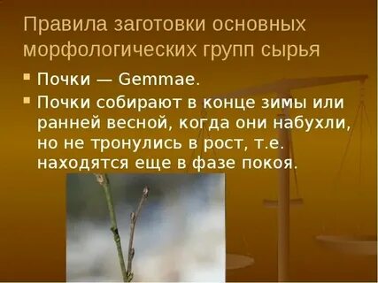 Заготовка дикорастущей продукции