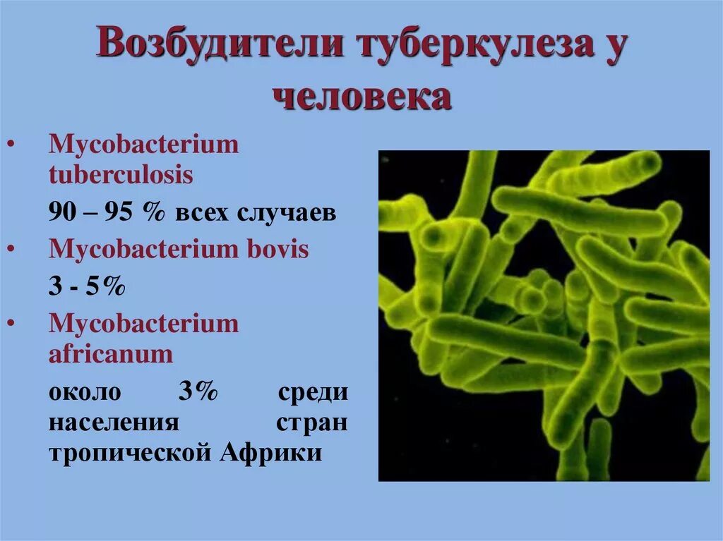 Туберкулез на латинском