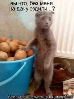 Не ездишь на дачу