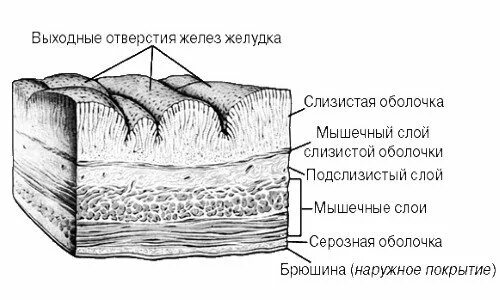 Строение стенки желудка анатомия. Схема строения мышечных слоев органов ЖКТ. Строение оболочки стенки желудка. Строение слизистой оболочки ЖКТ.