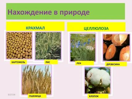 Люцерна лен кормовая свекла пшеница хлопчатник рожь