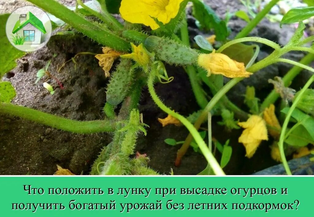 Янтарная кислота огурцы опрыскивание. Янтарная кислота огурцы опрыскивание. Чистый лист удобрения для огурцов. Янтарная кислота для рассады. Янтарная кислота для растений и рассады.