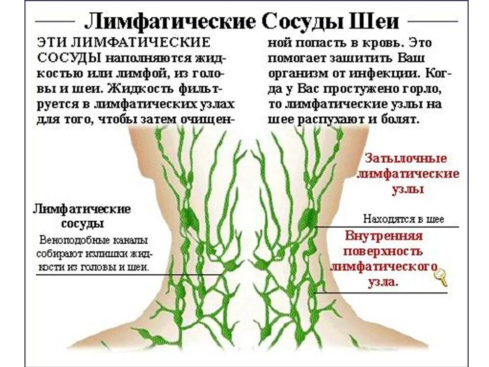Как можно разогнать лимфу в организме