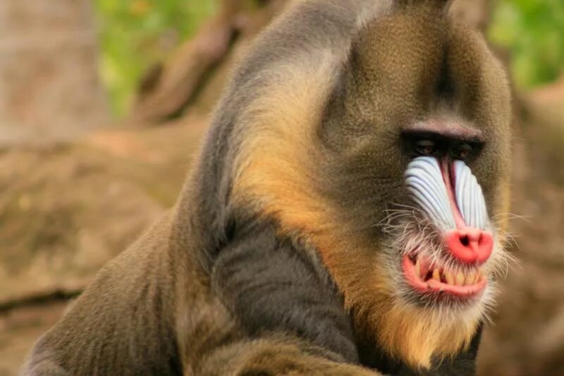 самец мандрила. мартышка мандрила. мандрил мартышковые. мандрил лапа. габон обезьяна.