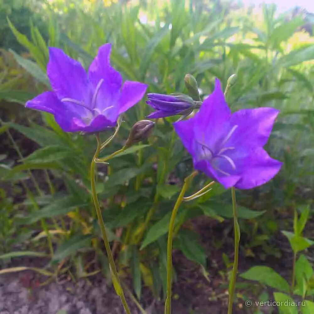 Колокольчик Алтайский красная. Колокольчик Алтайский красная книга. Campanula altaica Ledeb.. Колокольчик алтайский