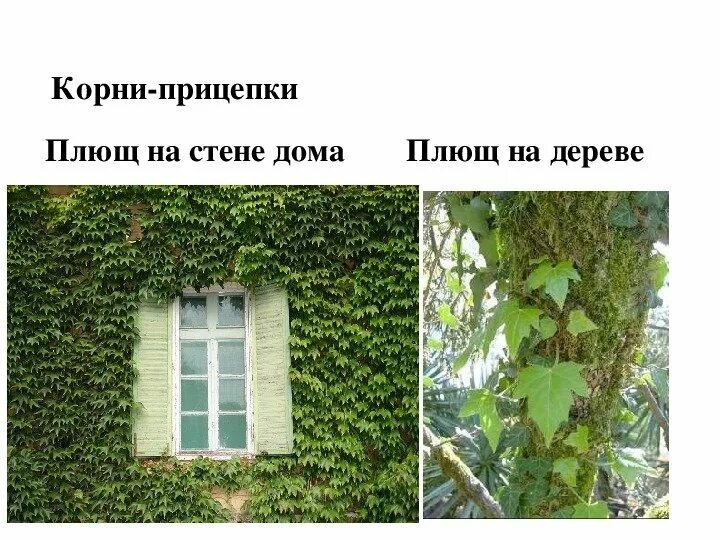 Корни прицепки функции. Корни прицепки функции