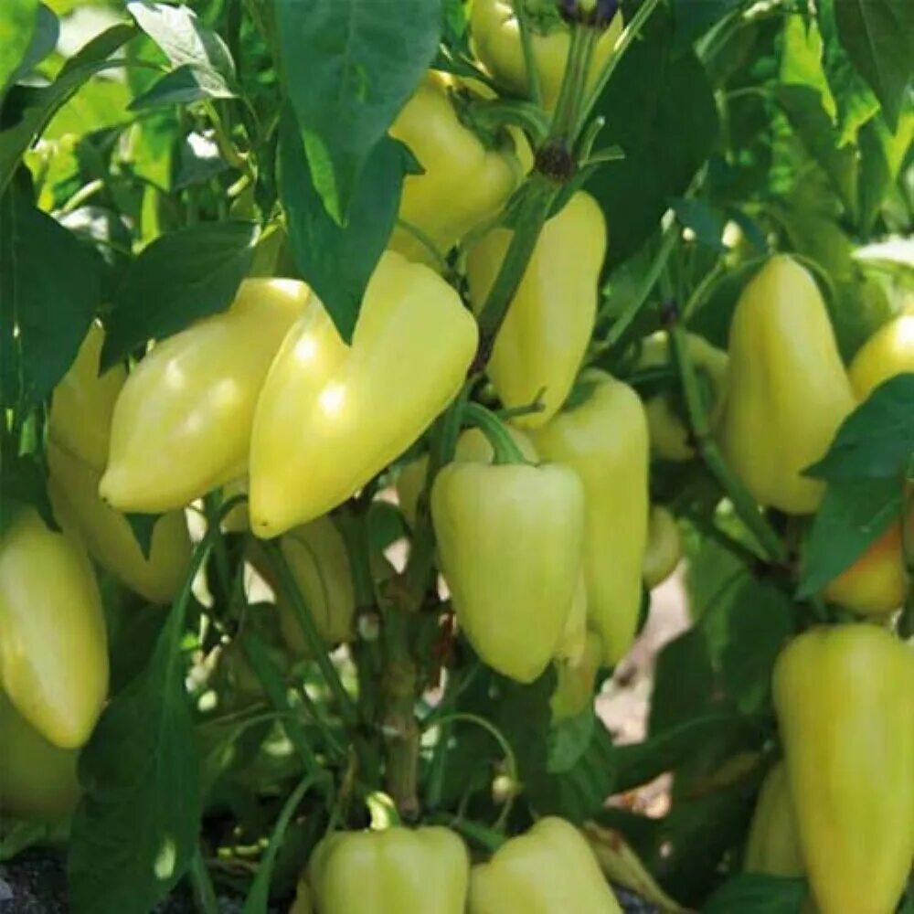 Перец сладкий лотта f1. Перец лотта. Перец лотта. Перец лотта f1. Семена перца лотта f1.