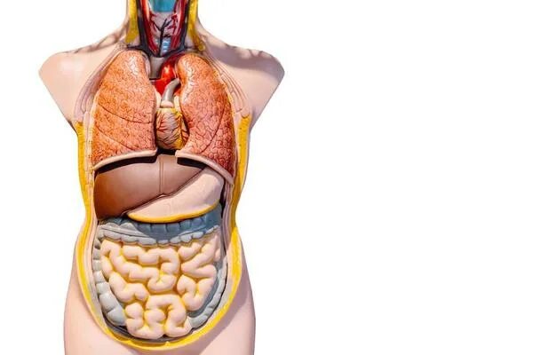 rectal veins Diagram Quizlet