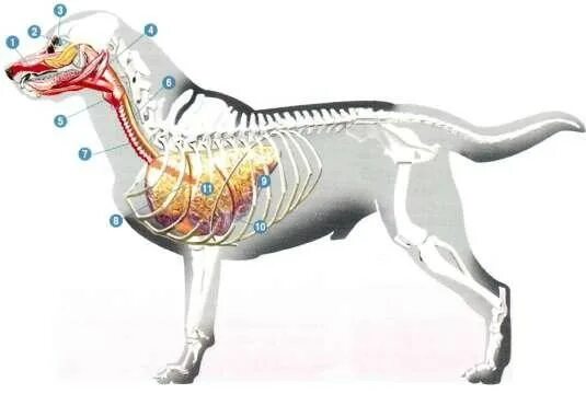 Дыхательная система собаки. Система органов дыхания собаки. Дыхательная система собаки анатомия. Система органов дыхания собаки легкие.