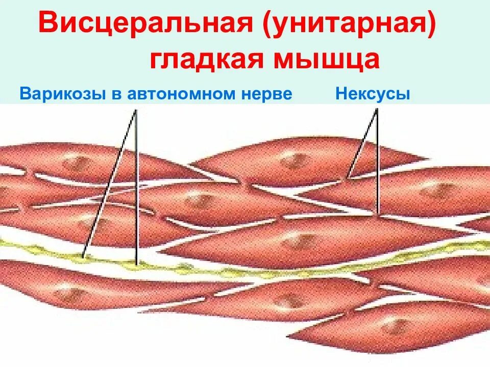 Строение клетки гладкая мышечная ткань. Строение гладких мышц физиология. Гладкая мышечная ткань рисунок миоциты. Нексусы гладкой мышечной ткани. Нексус сердечная мышечная ткань.