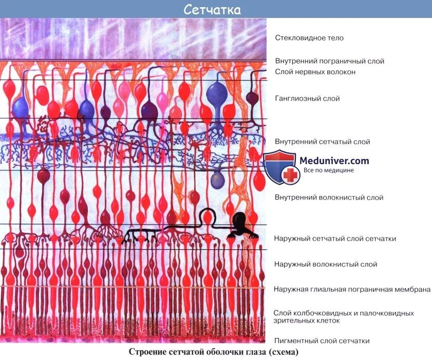 Строение сетчатки слои. Слои сетчатой оболочки глаза гистология. Слои сетчатки гистология. Топографическая анатомия сетчатки.